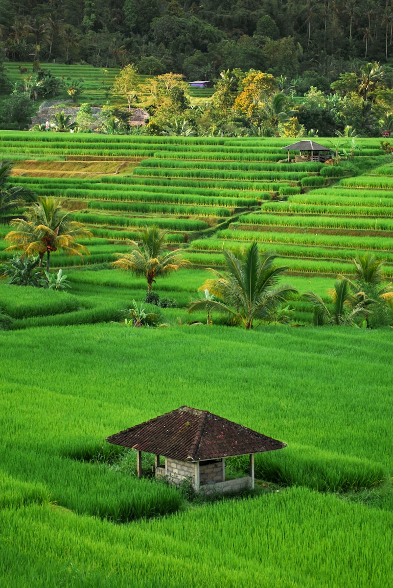 Gateway Rice field